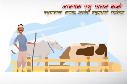 Livestock Loan